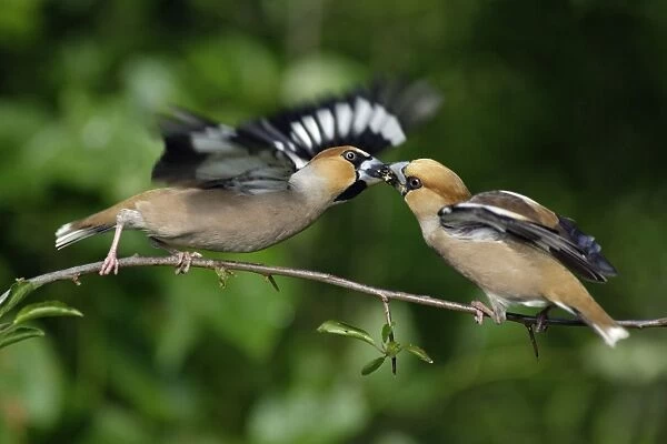 Hawfinch - pair courtship displaying on branch, Lower Saxony, Germany