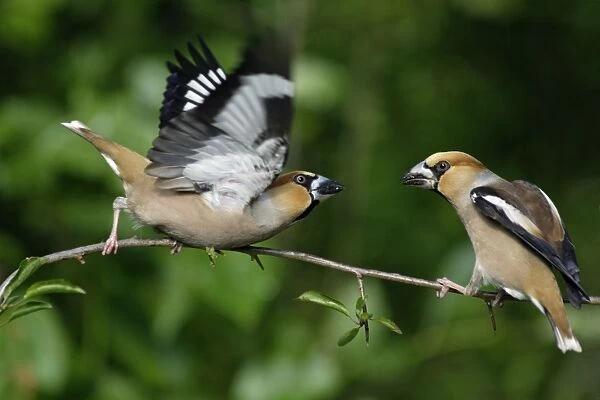 Hawfinch - pair courtship displaying on branch, Lower Saxony, Germany