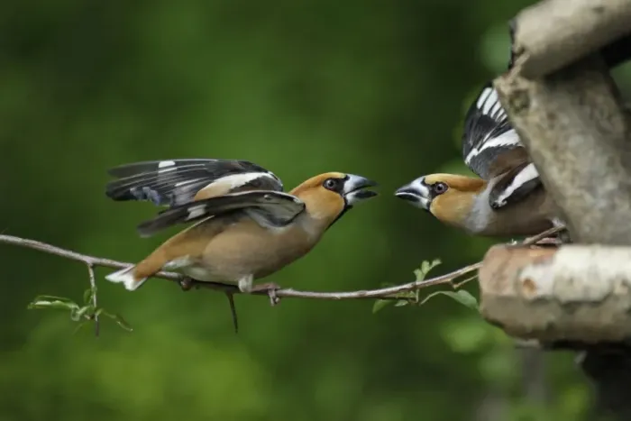 Framed Print : Hawfinch - pair fighting at bird table, Lower Saxony, Germany Framed Print : Hawfinch - pair fighting at bird table, Lower Saxony, Germany