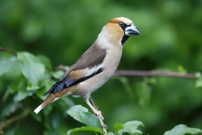 Framed Print : Hawfinch, portrait, Lower Saxony, Germany Framed Print : Hawfinch, portrait, Lower Saxony, Germany