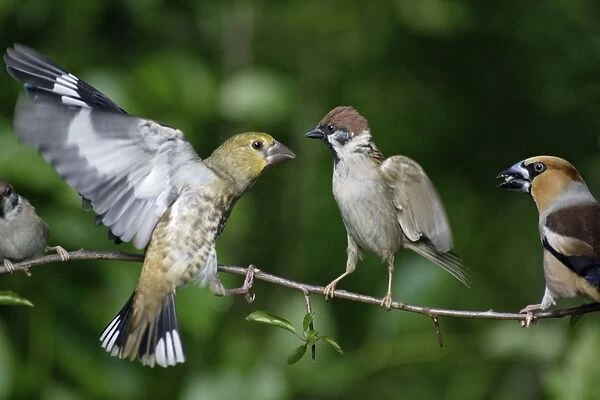 Hawfinch and Tree Sparrow - (Passer montanus), fighting on branch, Lower Saxony, Germany