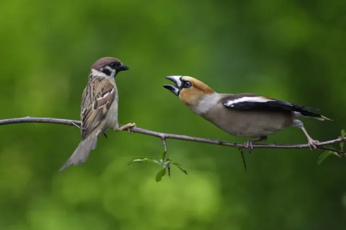 Framed Print : Hawfinch and Tree Sparrow - (Passer montanus), fighting on branch, Lower Saxony, Germany Framed Print : Hawfinch and Tree Sparrow - (Passer montanus), fighting on branch, Lower Saxony, Germany