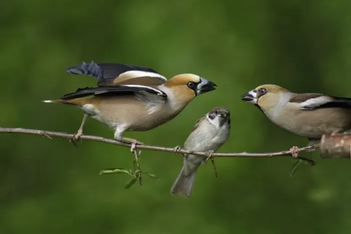 Framed Print : Hawfinch and Tree Sparrow - (Passer montanus), fighting on branch, Lower Saxony, Germany Framed Print : Hawfinch and Tree Sparrow - (Passer montanus), fighting on branch, Lower Saxony, Germany