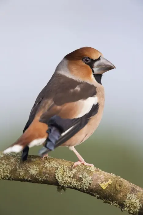 Framed Print : Hawfinch - UK Framed Print : Hawfinch - UK