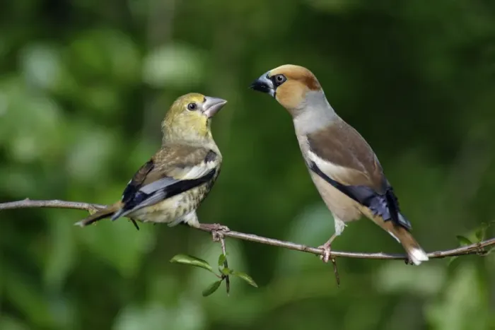 Framed Print : Hawfinch - young bird with adult, Lower Saxony, Germany Framed Print : Hawfinch - young bird with adult, Lower Saxony, Germany