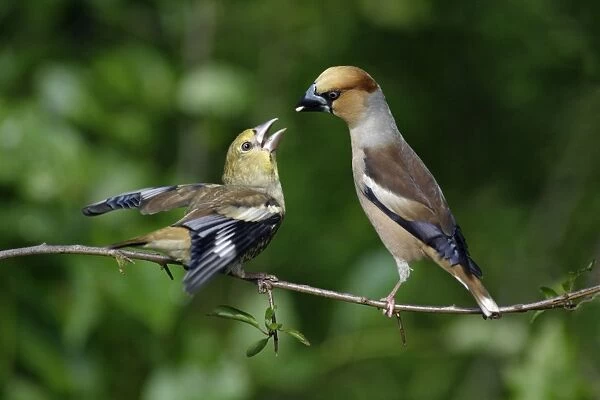 Hawfinch - young bird begging for food from parent, Lower Saxony, Germany