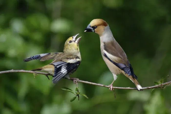 Framed Print : Hawfinch - young bird begging for food from parent, Lower Saxony, Germany Framed Print : Hawfinch - young bird begging for food from parent, Lower Saxony, Germany
