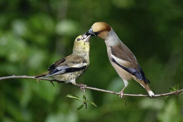 Hawfinch - young bird being fed from parent, Lower Saxony, Germany