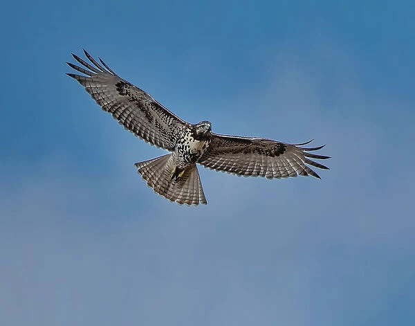 Hawk flying overhead Date: 10-10-2020