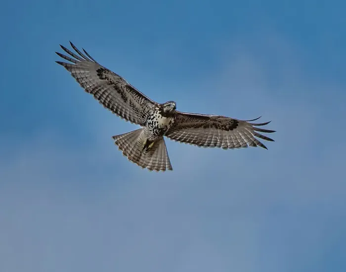 Framed Print : Hawk flying overhead Date: 10-10-2020 Framed Print : Hawk flying overhead Date: 10-10-2020