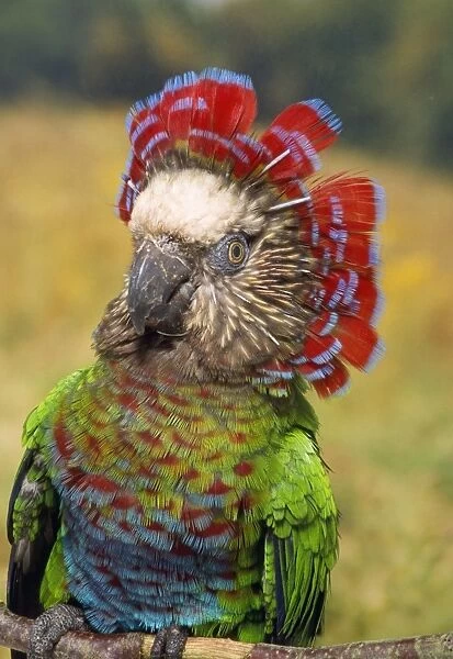 Hawk Headed Parrot Amazon basin