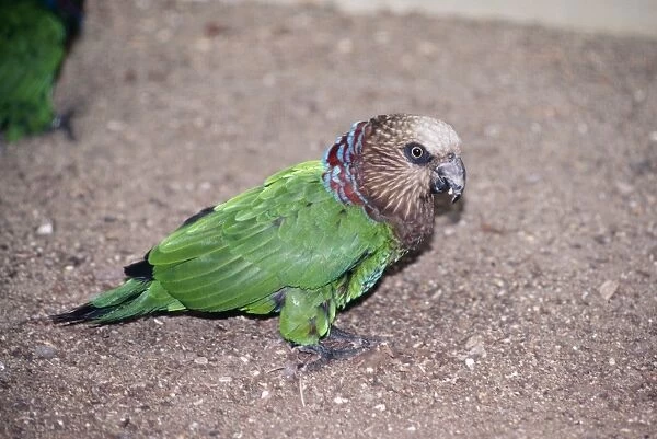 Hawk-headed Parrot Northern Amazon