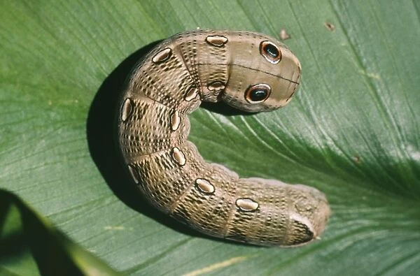 Hawk Moth - caterpillar, threat display. Family:Choerocampinae