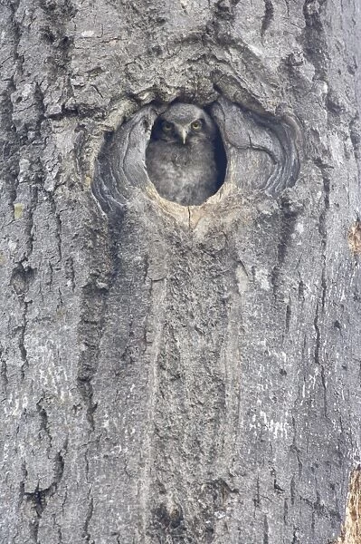 Hawk Owl - Chick looking out of nest hole Surnia ulula Northern Finland BI014437