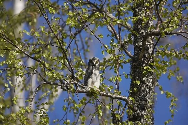 Hawk Owl - Chick that has recently left the nest Surnia ulula Northern Finland BI014421
