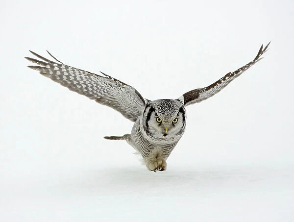 Hawk Owl - in flight over snow - March - Finland