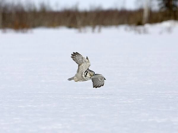 Hawk Owl - flying low over snow covered ground - March - Finland