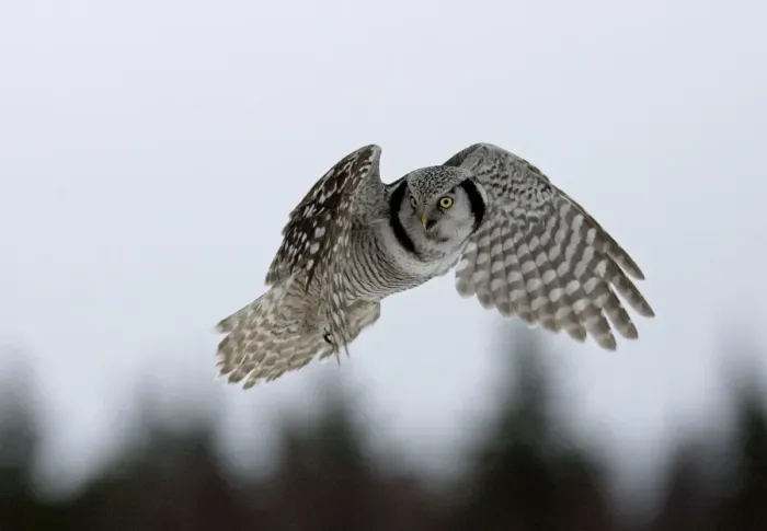 Framed Print : Hawk Owl - hovering with forest in background - March - Finland Framed Print : Hawk Owl - hovering with forest in background - March - Finland