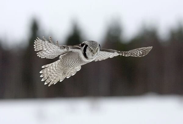 Hawk Owl - hovering above snow with forest background - March - Finland