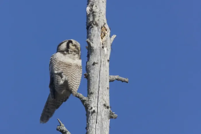 Framed Print : Hawk Owl Surnia ulula Northern Finland BI014413 Framed Print : Hawk Owl Surnia ulula Northern Finland BI014413
