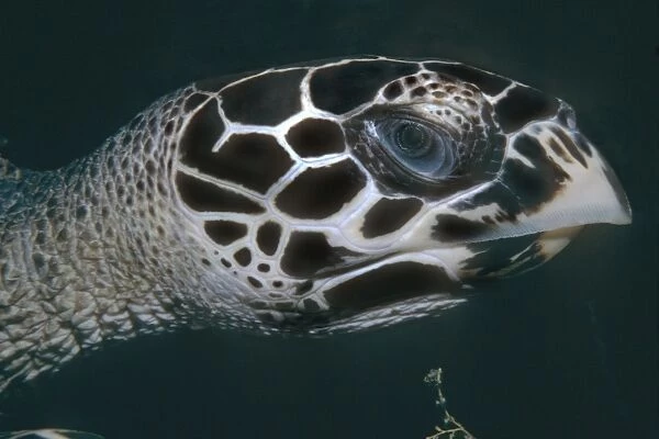 Hawksbill Turtle - Close head shot of Turtle. Milne Bay. Papua New Guinea. TUR-047