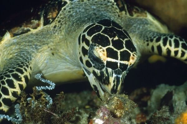 Hawksbill Turtle - feeding on sponge Komodo Island