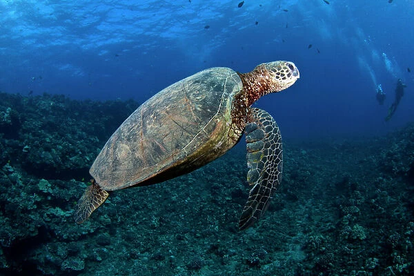 Hawksbill Turtle - Lana'i - Maui