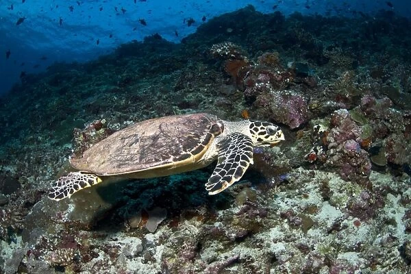 Hawksbill Turtle - Maldives