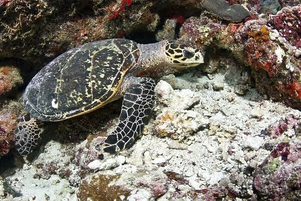 Hawksbill Turtle - Maldives