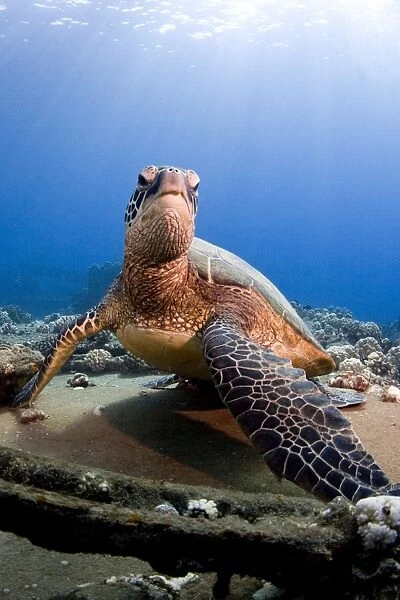 Hawksbill Turtle - Maui