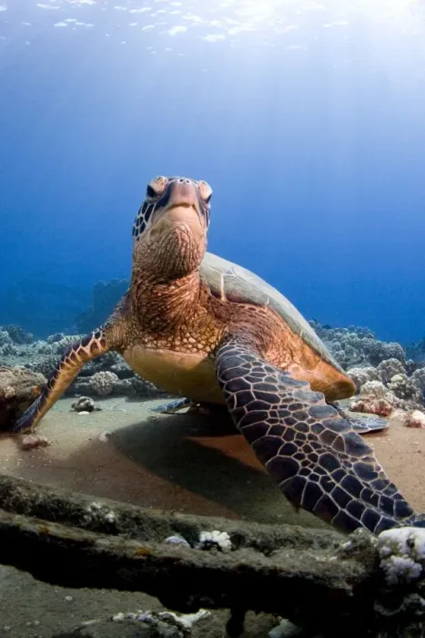 Framed Print : Hawksbill Turtle - Maui Framed Print : Hawksbill Turtle - Maui