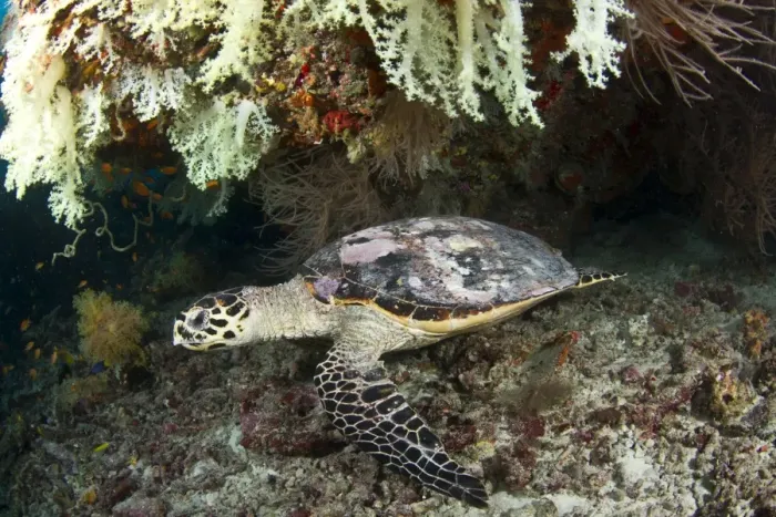 Framed Print : Hawksbill Turtle - resting under the reef - Maldives Framed Print : Hawksbill Turtle - resting under the reef - Maldives