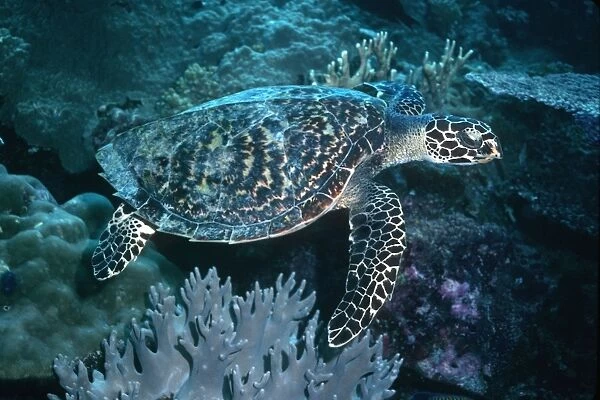Hawksbill Turtle - Small species of turtle, often seen eating sponges. Milne Bay, Papua New Guinea. TUR-048