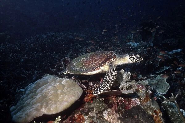 Hawksbill turtle - swimming across coral reef. hawksbill turtles feed mainly upon sponges but will take fish if it is offered. Great Barrier Reef