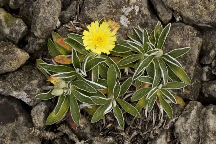 Framed Print : A hawkweed (Hieracium peleterianum). Rare in UK Framed Print : A hawkweed (Hieracium peleterianum). Rare in UK