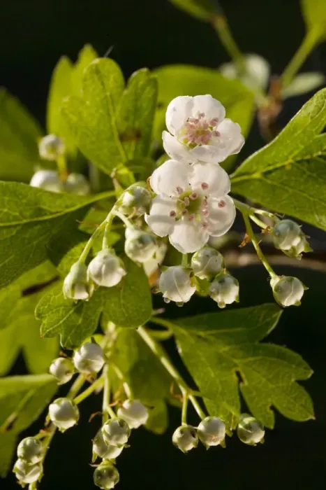 Framed Print : Hawthorn blooming Framed Print : Hawthorn blooming