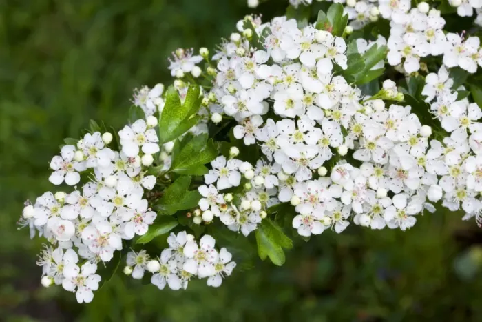 Framed Print : Hawthorn - flowers Framed Print : Hawthorn - flowers