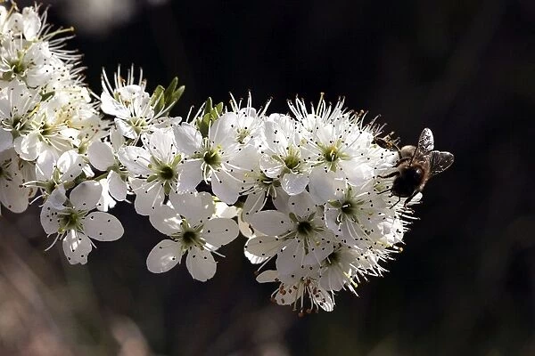Hawthorn - Flowers with insect feeding. Provence - France