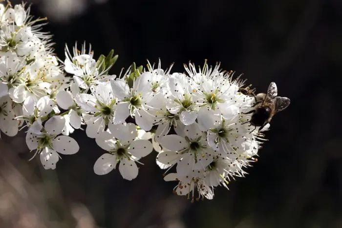 Framed Print : Hawthorn - Flowers with insect feeding. Provence - France Framed Print : Hawthorn - Flowers with insect feeding. Provence - France