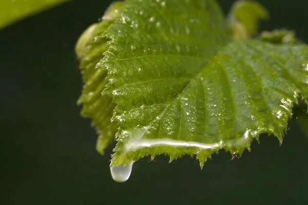 Hawthorn leaf and water drop