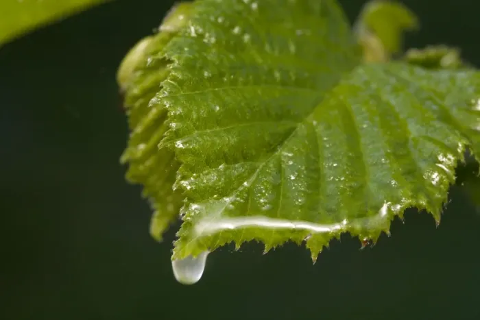 Framed Print : Hawthorn leaf and water drop Framed Print : Hawthorn leaf and water drop