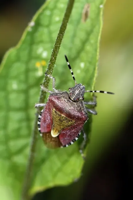 Framed Print : Hawthorn Shieldbug Framed Print : Hawthorn Shieldbug