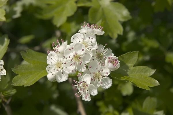Hawthorn - Thorn apple, blossom Europe