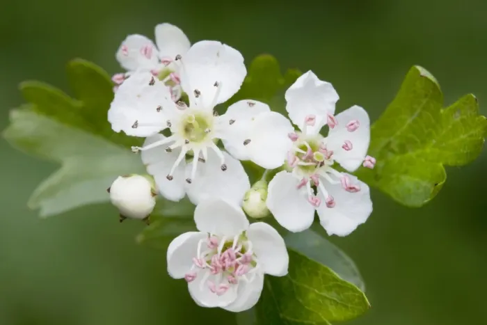 Framed Print : Hawthorn Tree - flower Framed Print : Hawthorn Tree - flower