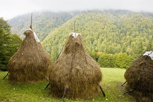 Hay stooks - with autumnal beechwoods beyond, in the Piatra Craiulu mountains, Carpathians, Romania