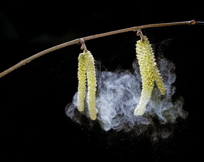 Framed Print : Hazel catkins – shedding pollen Bedfordshire UK 003442 Framed Print : Hazel catkins – shedding pollen Bedfordshire UK 003442
