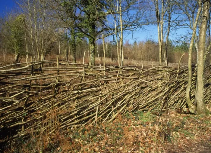 Framed Print : Hazel Coppice - Deer fence Garston Wood, Dorset, UK