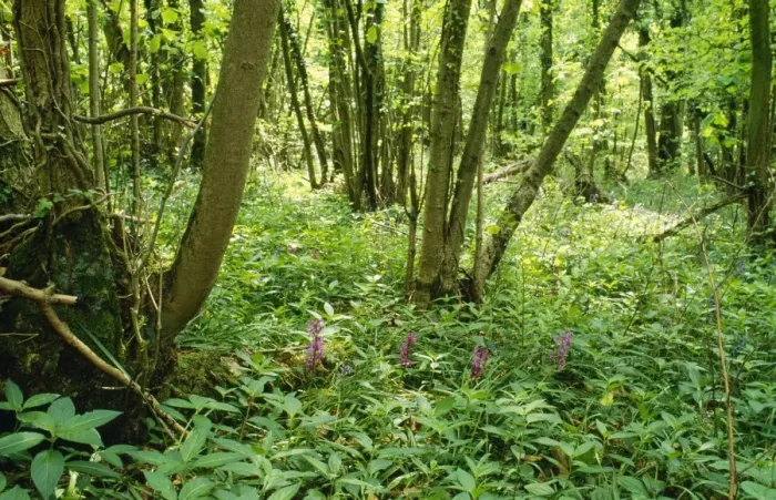 Framed Print : Hazel Coppice - woodland flowers, early purple Orchids & Herb Paris. Brigsteer Wood National Trust, Cumbria, UK Framed Print : Hazel Coppice - woodland flowers, early purple Orchids & Herb Paris. Brigsteer Wood National Trust, Cumbria, UK