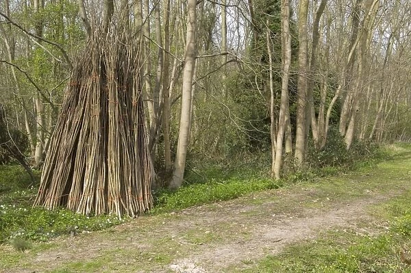 Hazel coppiced poles - stacked ready for collection at side of woodland ride - Garmston Wood - Nottinghamshire - UK