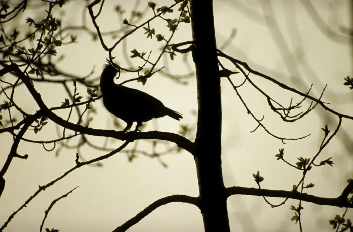 Framed Print : Hazel Hen - adult male worries during feeding on tree-buds at dusk; common in taiga-forest near river Bolshoi Ugan, near Ugut settlement; Uganskii Nat. reserve, Siberia, Russia; spring Ug37. 0484 Framed Print : Hazel Hen - adult male worries during feeding on tree-buds at dusk; common in taiga-forest near river Bolshoi Ugan, near Ugut settlement; Uganskii Nat. reserve, Siberia, Russia; spring Ug37. 0484